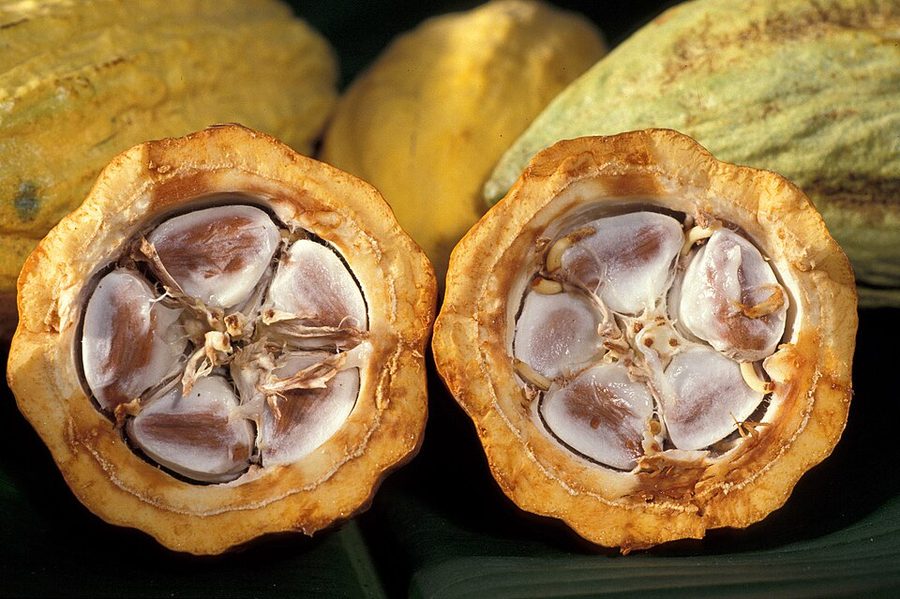 Cocoa pods — fermented Malaysian cocoa for premium and industrial buyers