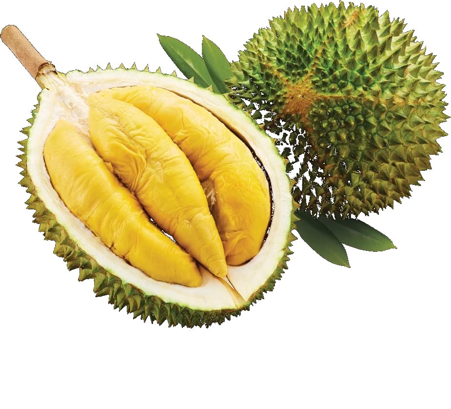 Musang King Durian
