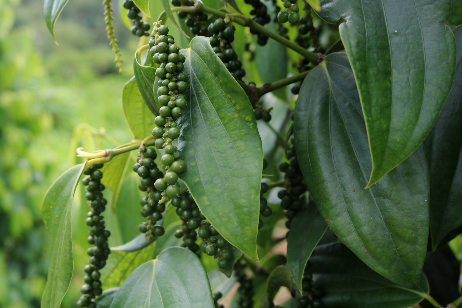 Green Sarawak pepper berries on the vine — the world-renowned Malaysian spice
